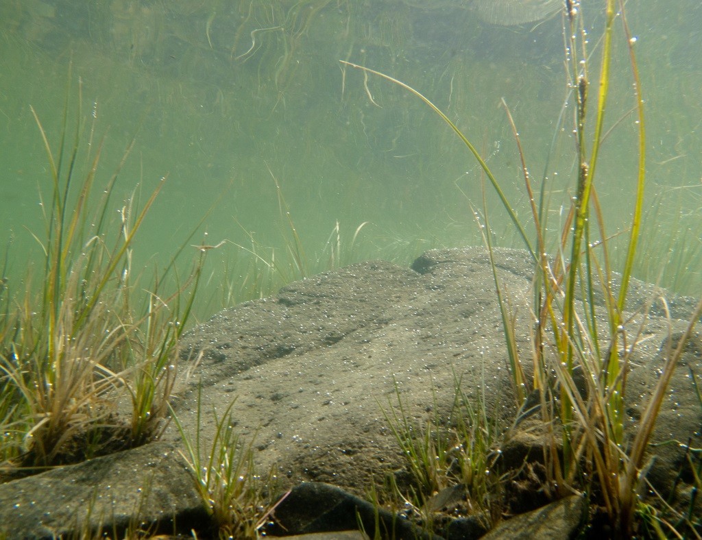 Powracające życie biologiczne po użyciu mikroorganizmów EcoGerm w zanieczyszczonym jeziorze