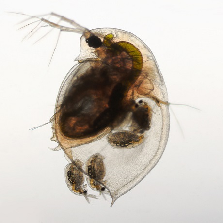 Zooplankton w stawie kąpielowym